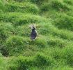 PICTURES/PUFFINS - Helmaey Island/t_PU (20).JPG